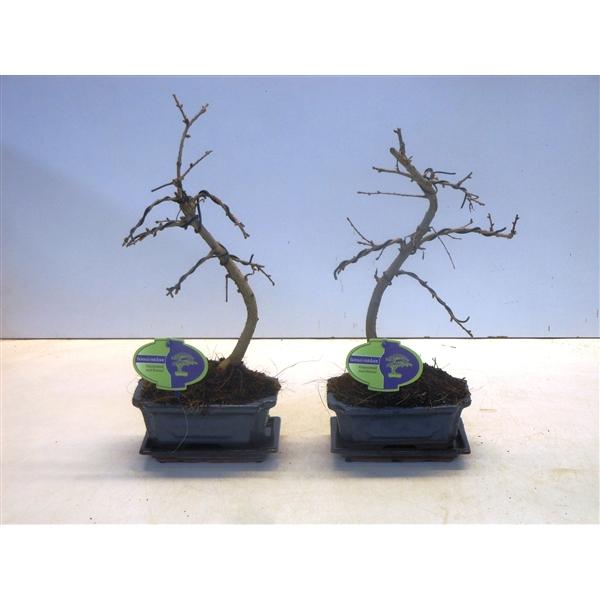 Горшечные цветы и растения оптом Bonsai Pseudolarix Amabilis , With Drip от 8шт из Голландии с доставкой по России