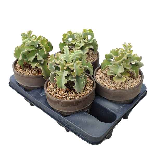 Горшечные цветы и растения оптом Kalanchoe Beharensis Nana Terracotta от 4шт из Голландии с доставкой по России