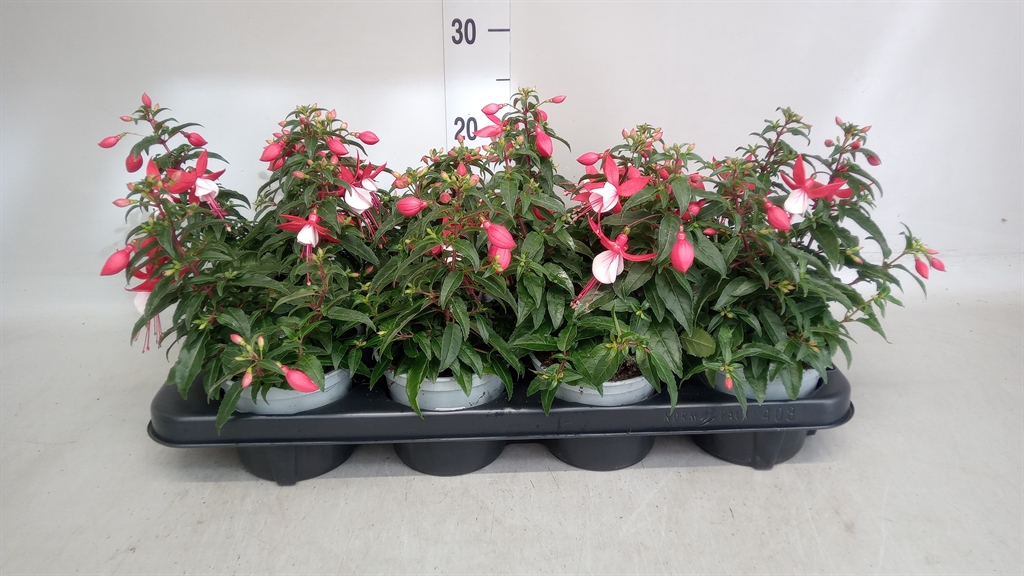 Горшечные цветы и растения оптом Fuchsia   ... от 8шт из Голландии с доставкой по России