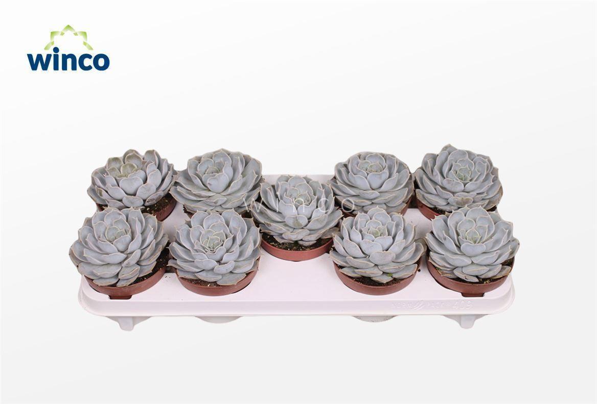 Горшечные цветы и растения оптом Echeveria Rinionii от 8шт из Голландии с доставкой по России