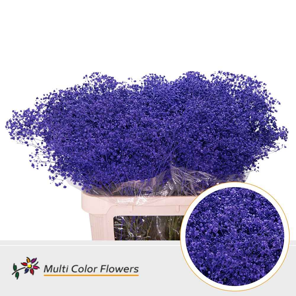 Срезанные цветы оптом Gyps large paint violet от 50шт из Голландии с доставкой по России