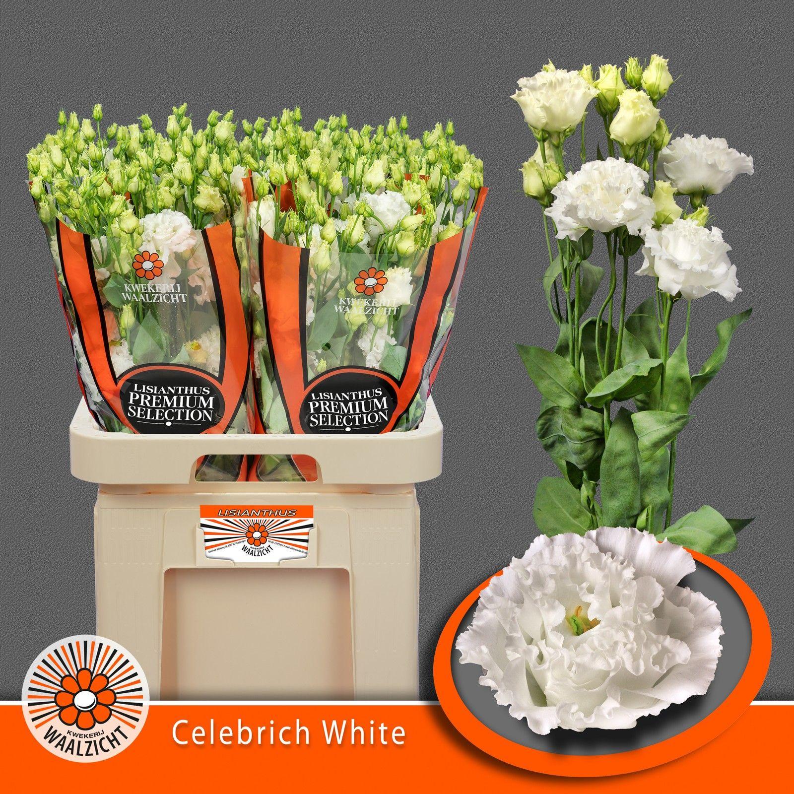 Срезанные цветы оптом Lisianthus do celebrich white от 40шт из Голландии с доставкой по России