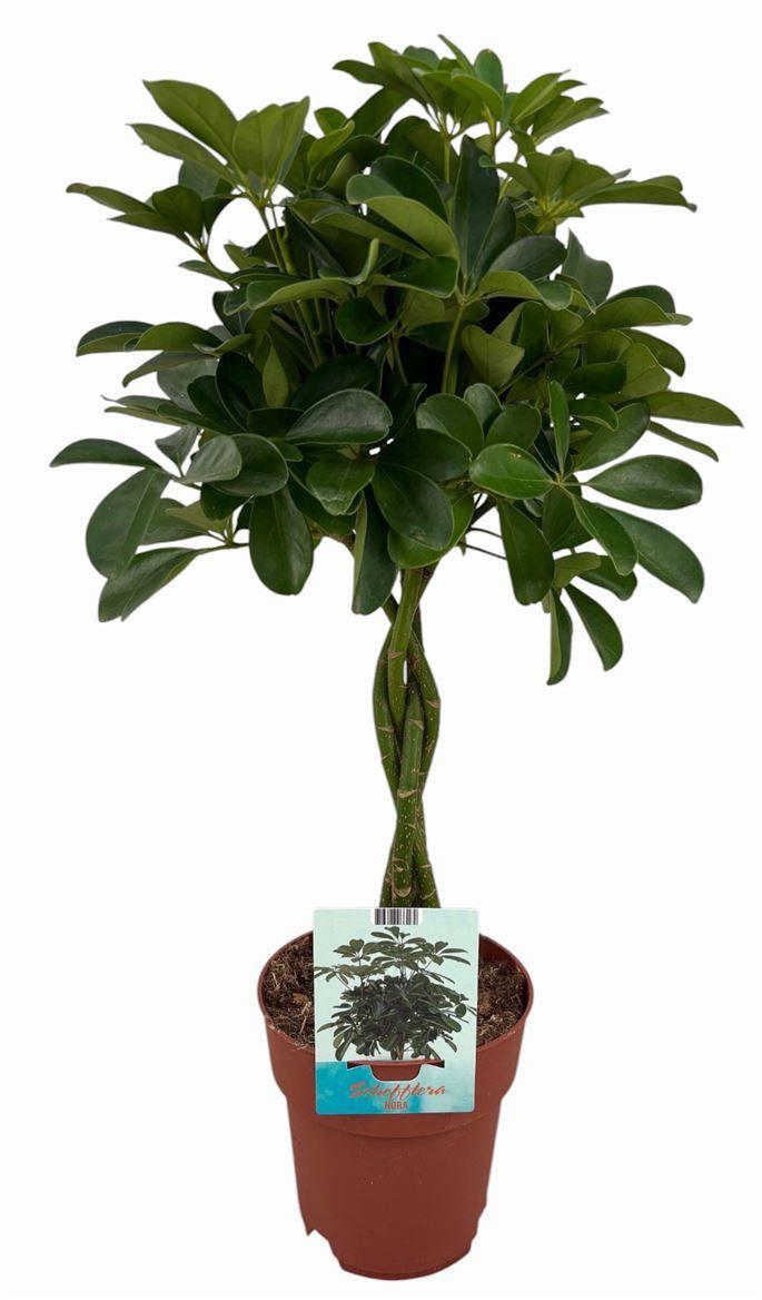 Горшечные цветы и растения оптом Schefflera Compacta Gevlochten Stam от 1шт из Голландии с доставкой по России