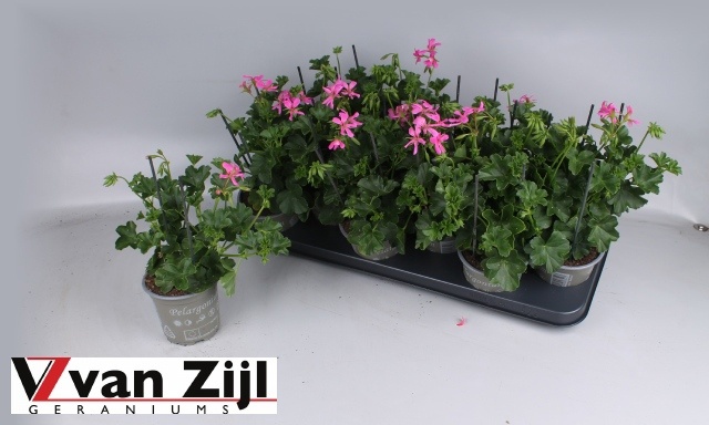 Горшечные цветы и растения оптом Pel Pelt Balkon Lila от 12шт из Голландии с доставкой по России