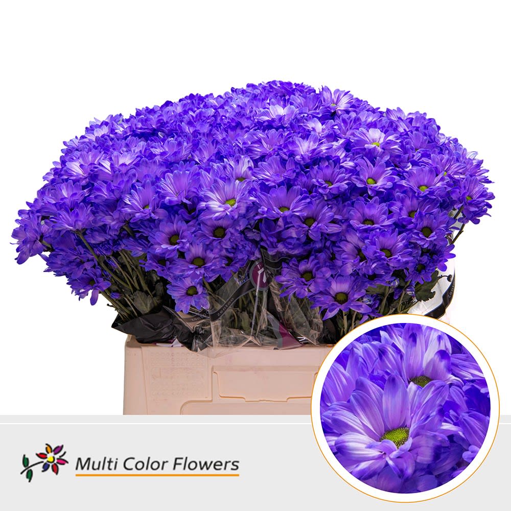 Срезанные цветы оптом Chrys sp paint kennedy violet от 40шт из Голландии с доставкой по России