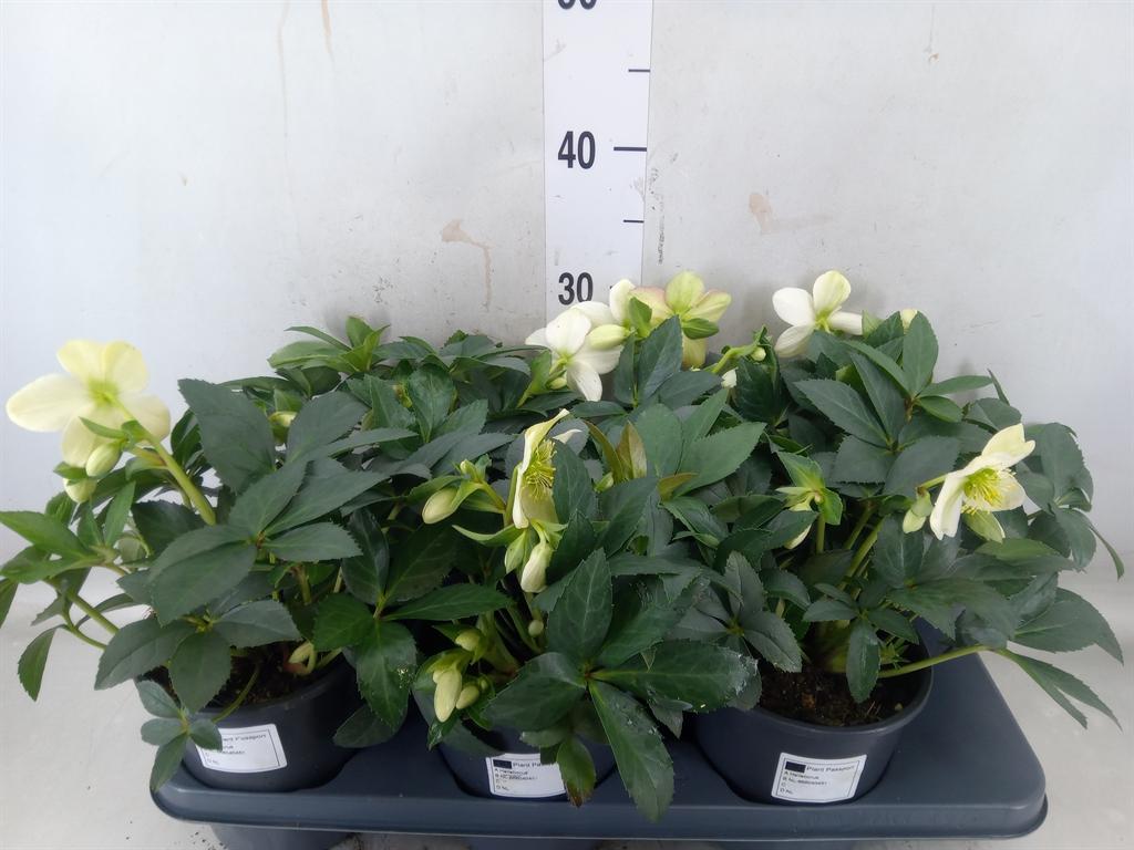 Горшечные цветы и растения оптом Helleborus   ... от 6шт из Голландии с доставкой по России