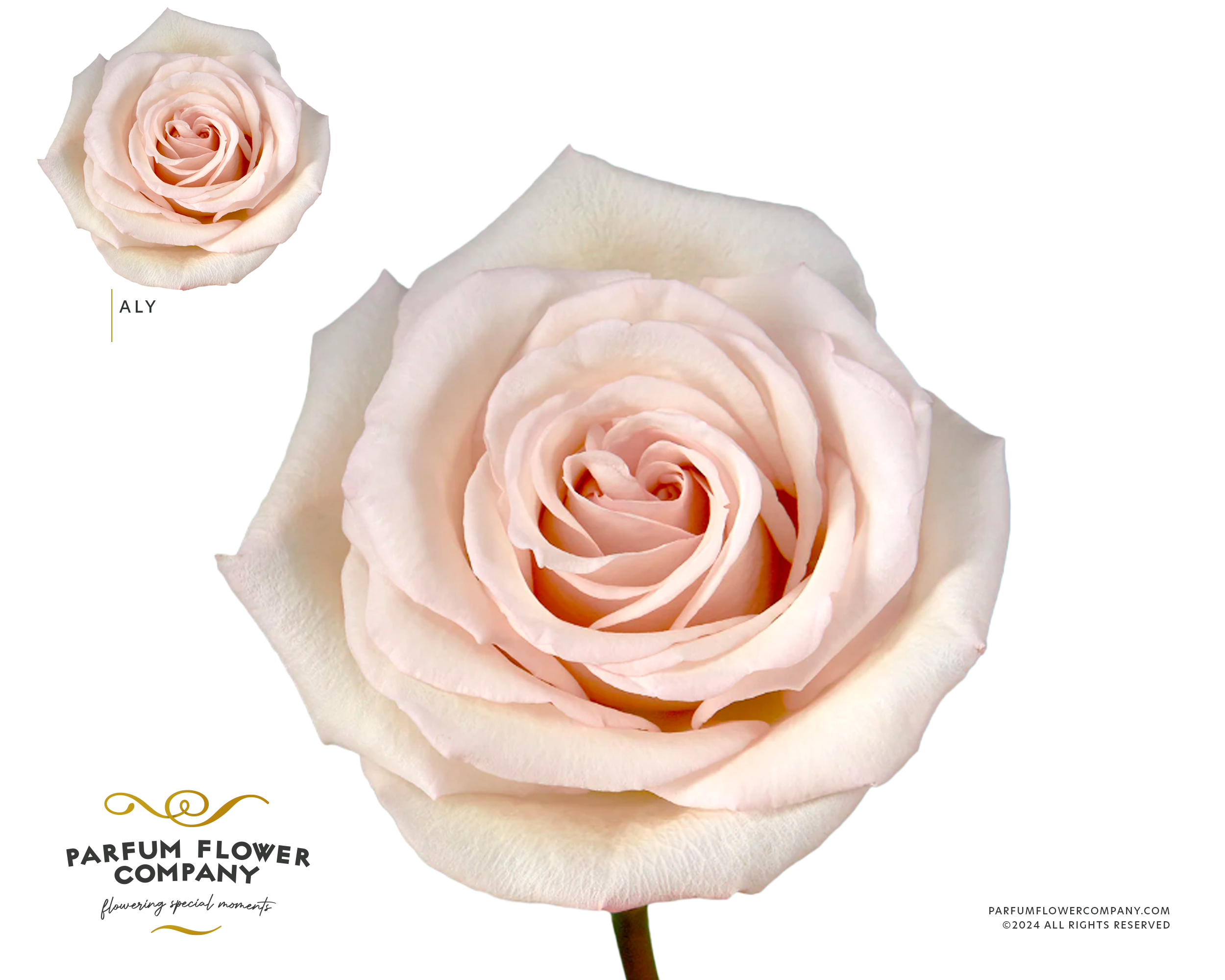 Срезанные цветы оптом Rosa ec aly от 24шт из Голландии с доставкой по России