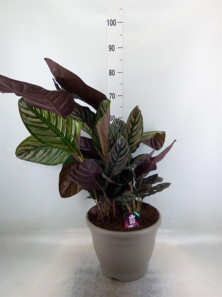 Горшечные цветы и растения оптом Calathea Sanderiana от 1шт из Голландии с доставкой по России