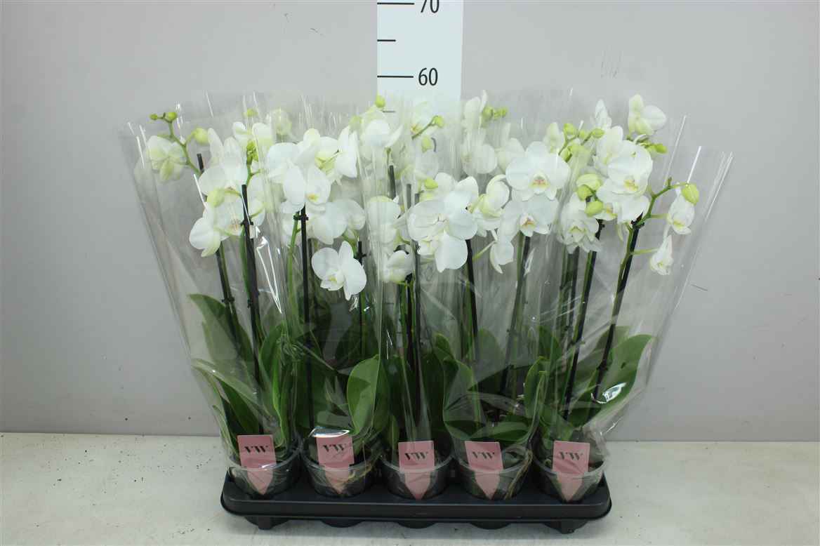 Горшечные цветы и растения оптом Phal Wit 2 Tak 10+ от 10шт из Голландии с доставкой по России