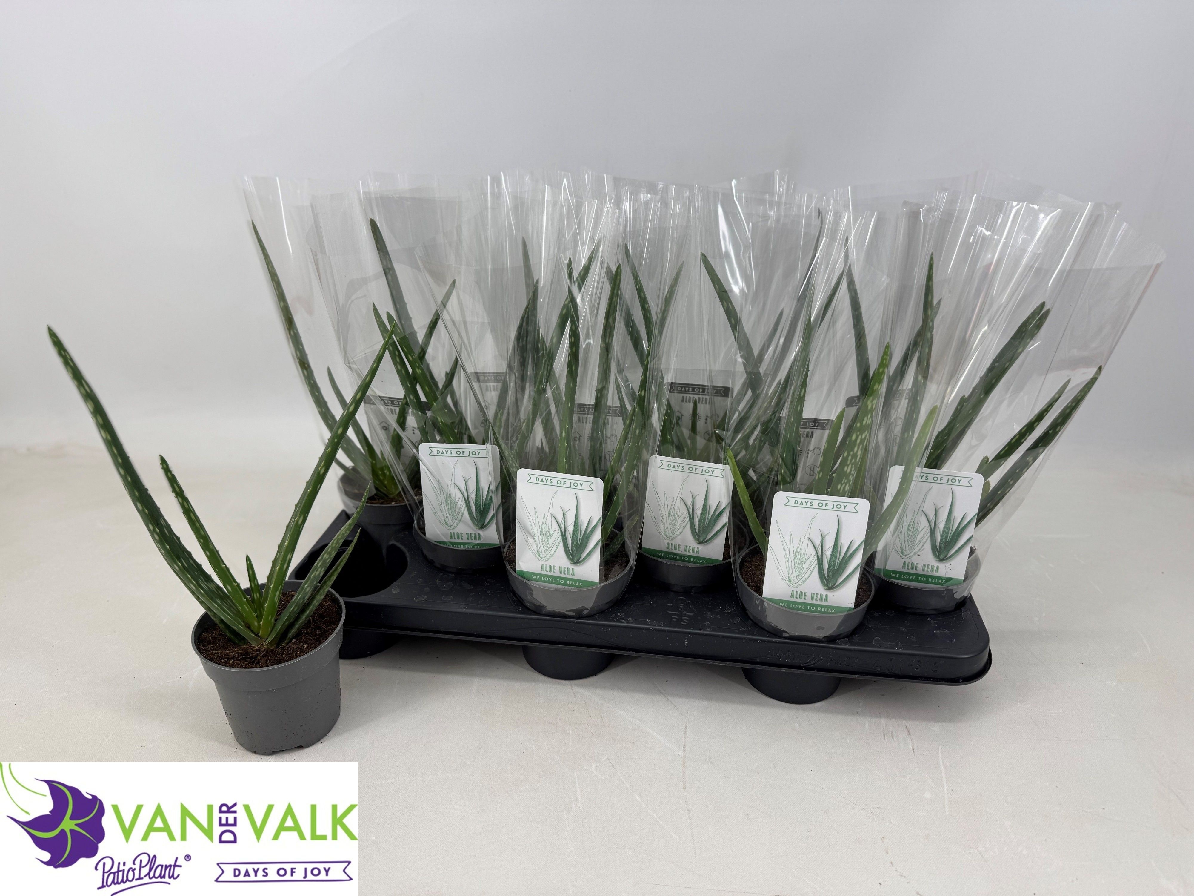 Горшечные цветы и растения оптом Aloe Vera от 12шт из Голландии с доставкой по России