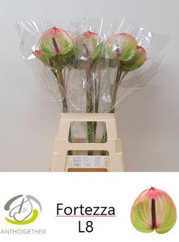 Срезанные цветы оптом Anthurium fortezza от 20шт из Голландии с доставкой по России