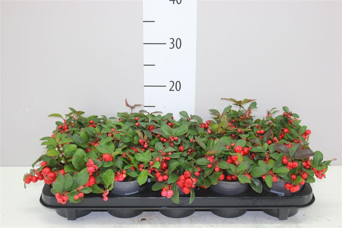 Горшечные цветы и растения оптом Gaultheria Procumb Big Berry от 10шт из Голландии с доставкой по России