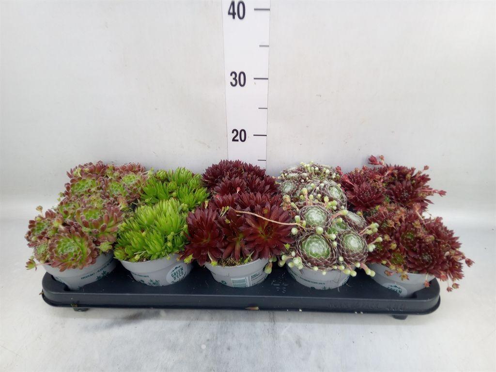 Горшечные цветы и растения оптом Sempervivum   ... от 10шт из Голландии с доставкой по России