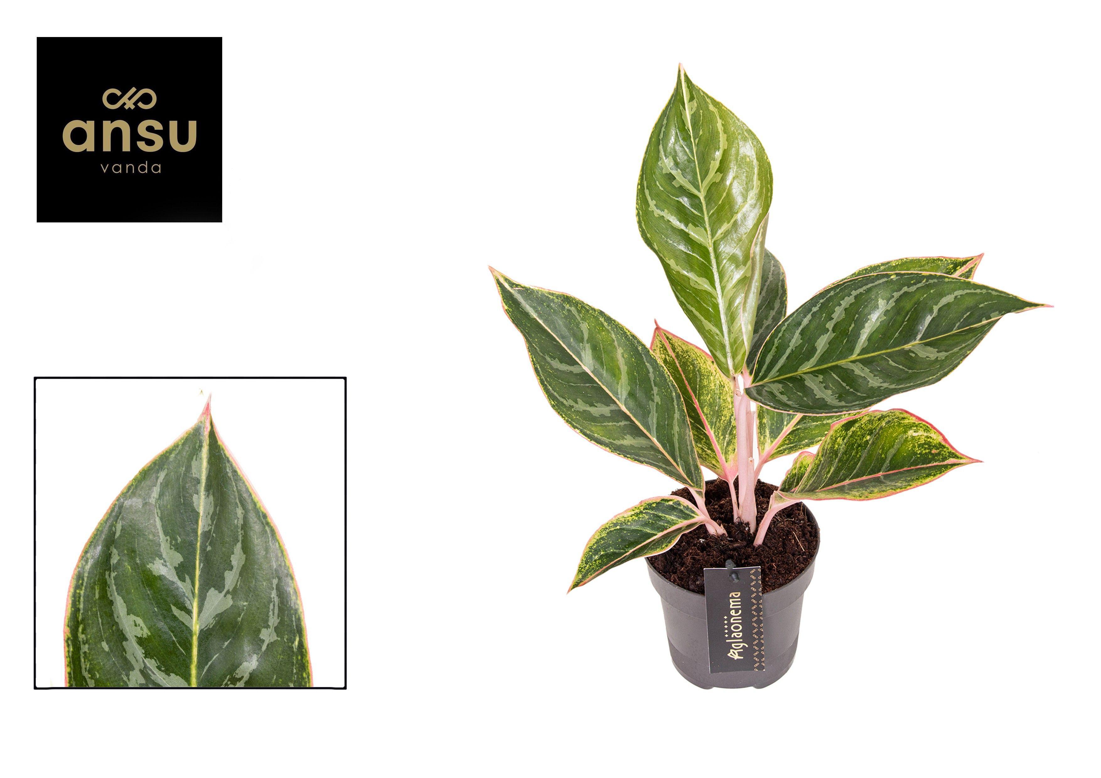Горшечные цветы и растения оптом Aglaonema Jungle Shadows от 6шт из Голландии с доставкой по России