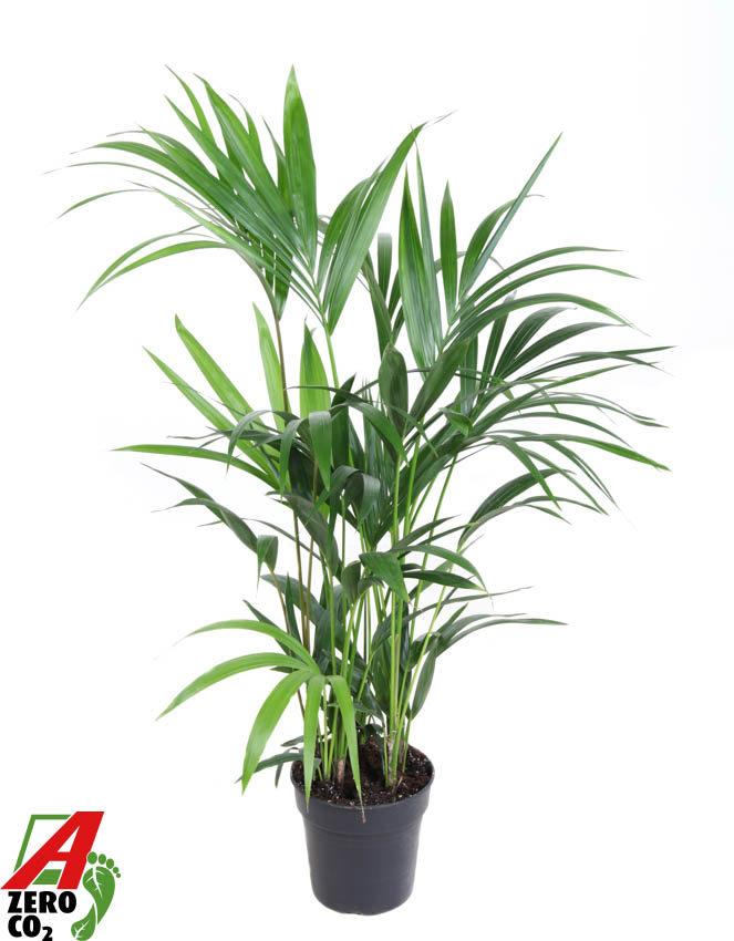 Горшечные цветы и растения оптом Howea Forsteriana(kentia) P19-110 от 1шт из Голландии с доставкой по России Горшечные цветы и растения оптом Howea Forsteriana(kentia) P19-110 от 1шт из Голландии с доставкой по России