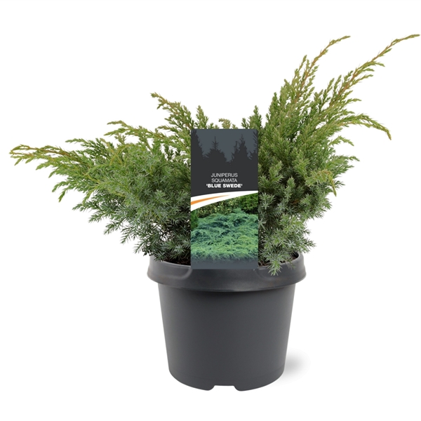 Горшечные цветы и растения оптом Juniperus Squa Blue Swede от 1шт из Голландии с доставкой по России