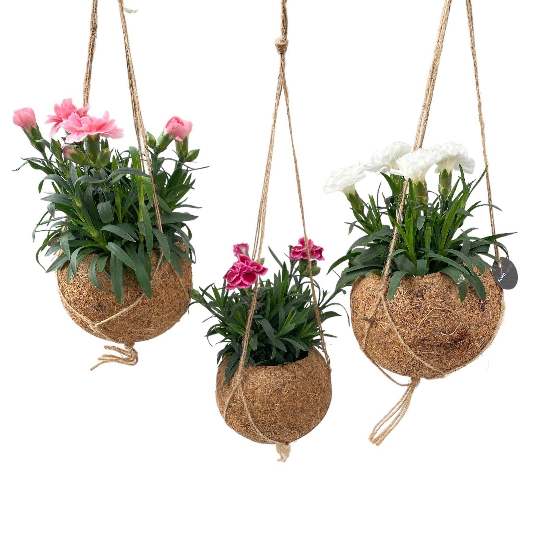 Горшечные цветы и растения оптом Dian Sprint Pink Pro от 8шт из Голландии с доставкой по России