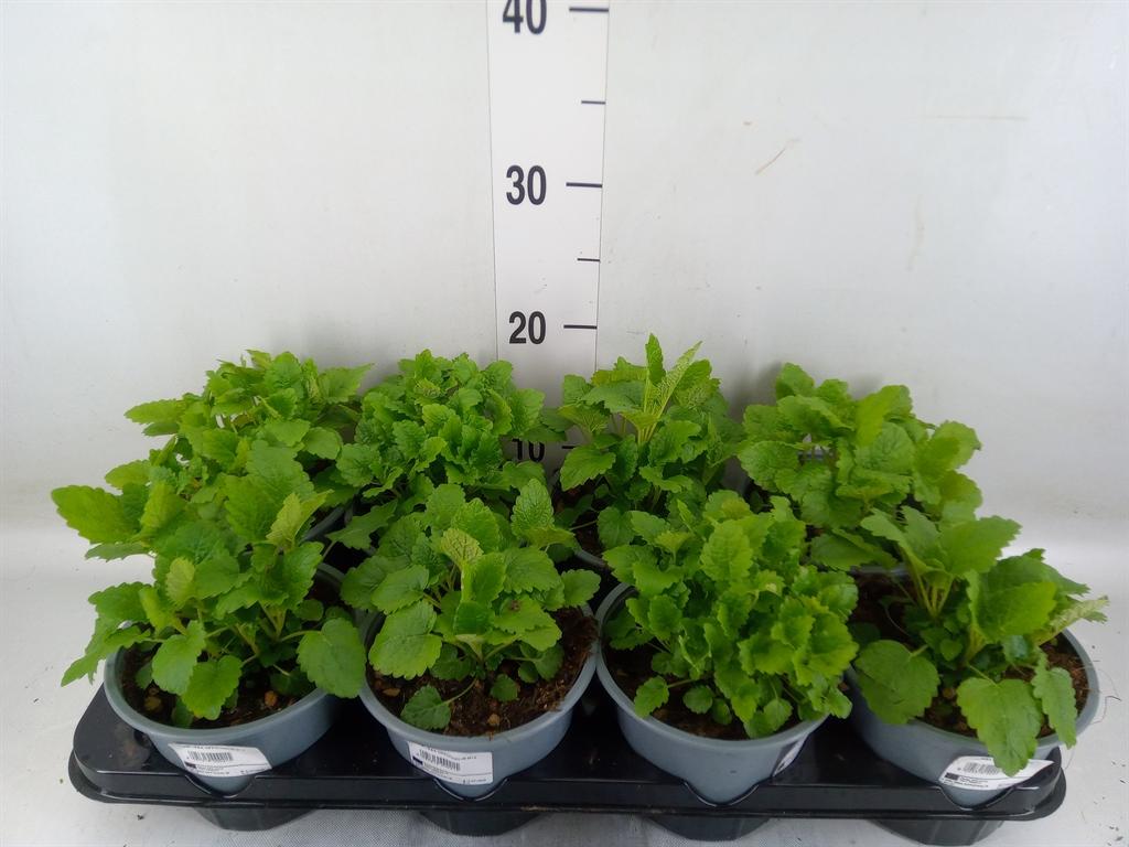 Горшечные цветы и растения оптом Melissa Officinalis от 8шт (для телеги) из Голландии с доставкой по России