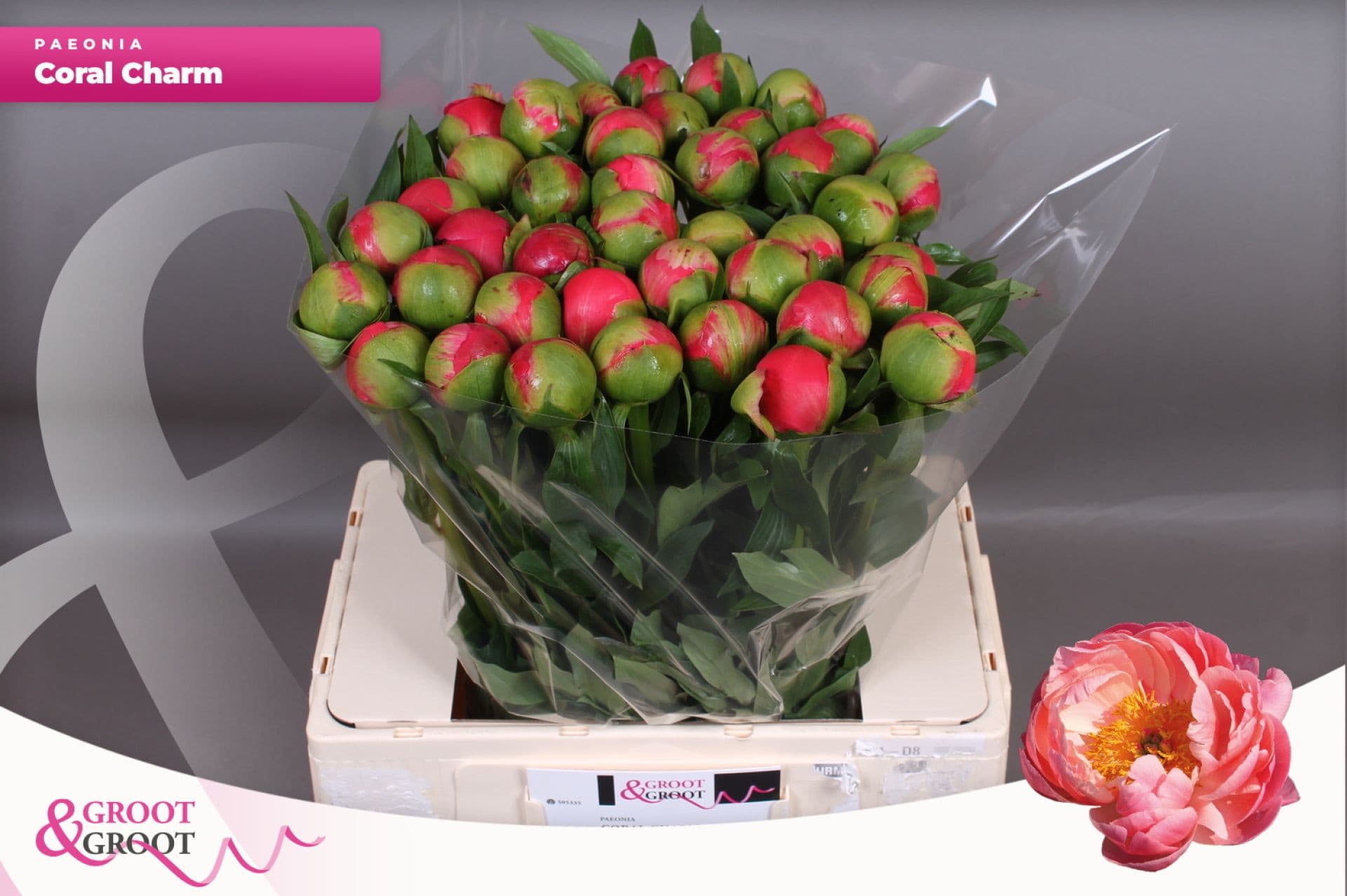 Срезанные цветы оптом Paeonia coral charm от 40шт из Голландии с доставкой по России