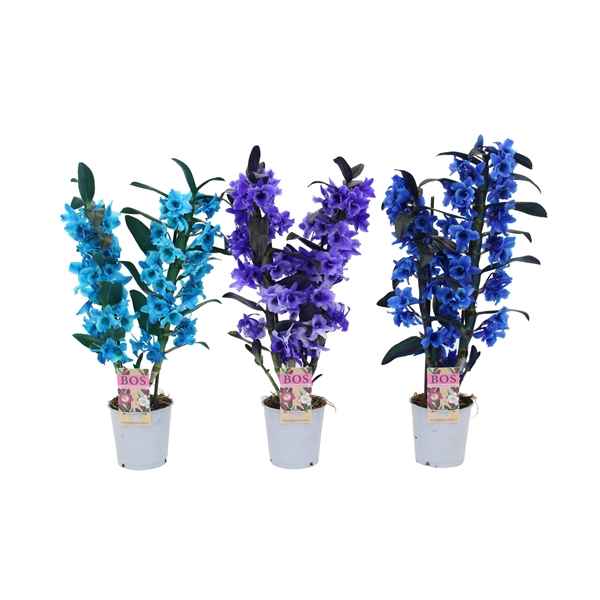 Горшечные цветы и растения оптом Dendr Nob 2st Painted Blue Purple (spray) от 6шт из Голландии с доставкой по России
