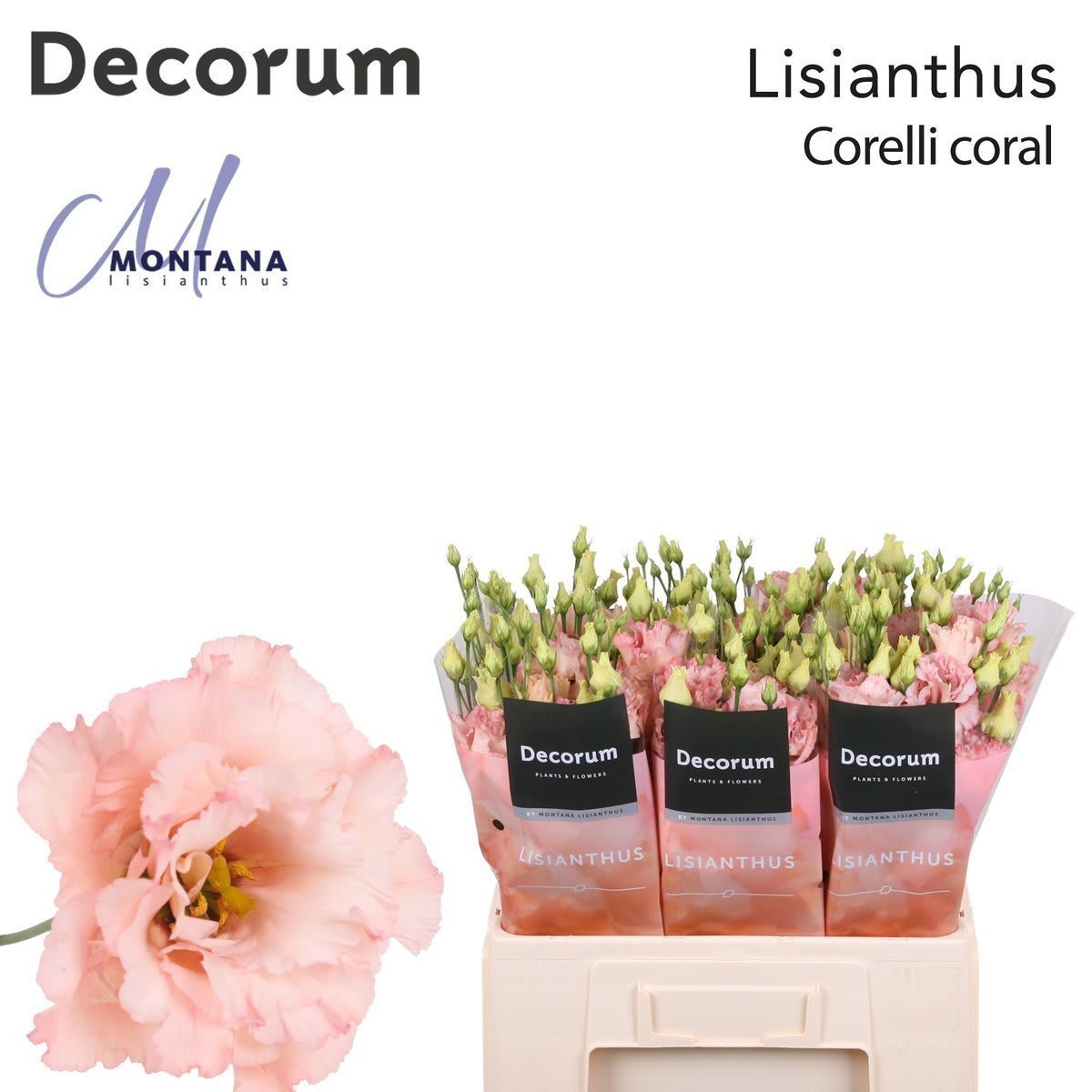 Срезанные цветы оптом Lisianthus do corelli coral от 20шт из Голландии с доставкой по России
