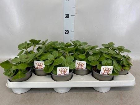 Горшечные цветы и растения оптом Plectranthus Col.   ... от 12шт из Голландии с доставкой по России