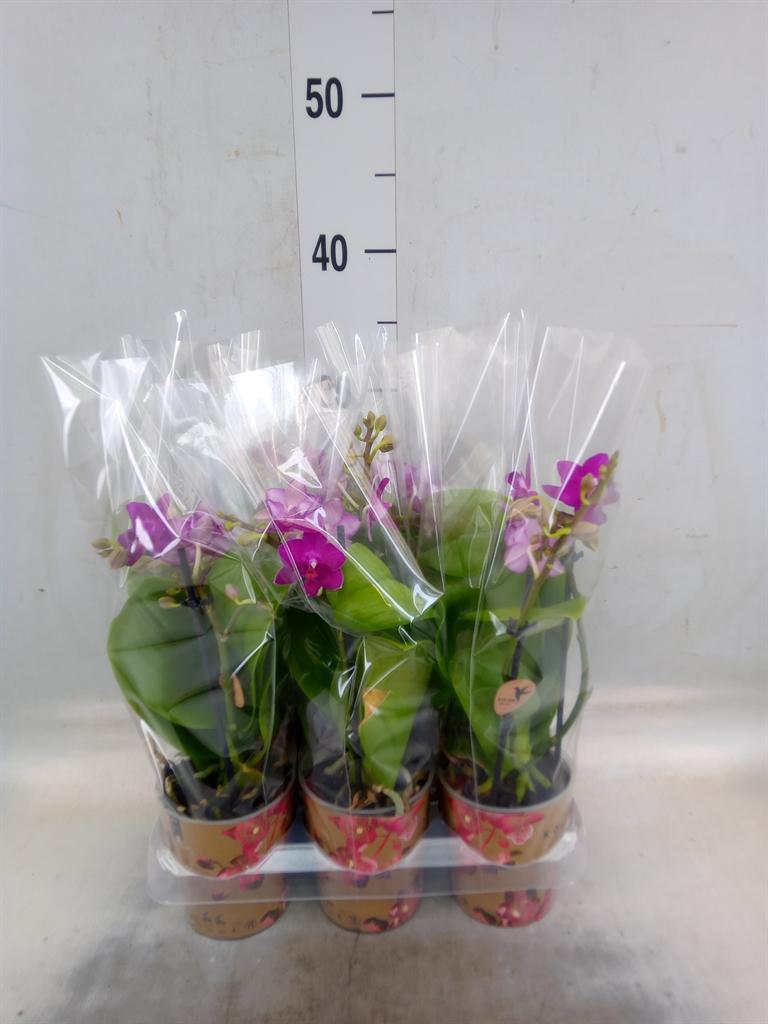 Горшечные цветы и растения оптом Phalaenopsis Multi.   ...lilac от 6шт (для телеги) из Голландии с доставкой по России