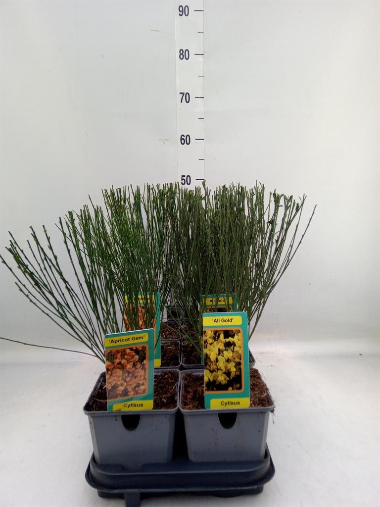 Горшечные цветы и растения оптом Cytisus Praecox   ... от 8шт из Голландии с доставкой по России