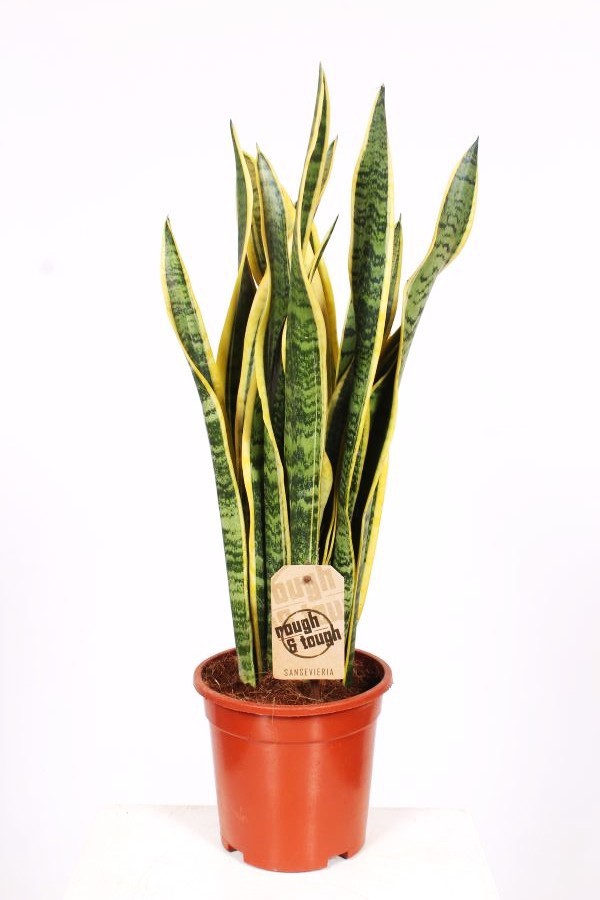 Горшечные цветы и растения оптом Sansevieria Laurentii от 6шт из Голландии с доставкой по России