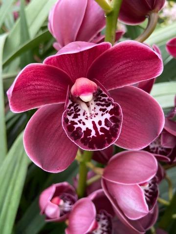 Срезанные цветы оптом Minicymbidium red howard robin red royal december от 12шт. из Голландии с доставкой по России