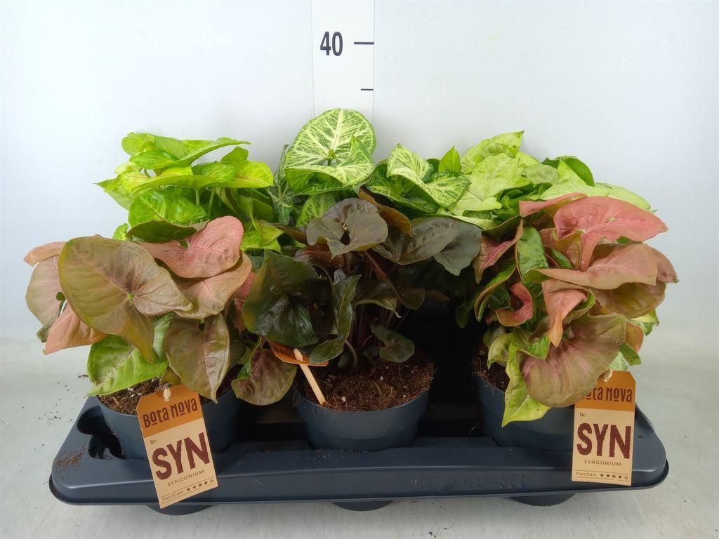 Горшечные цветы и растения оптом Syngonium   ...mix от 6шт из Голландии с доставкой по России
