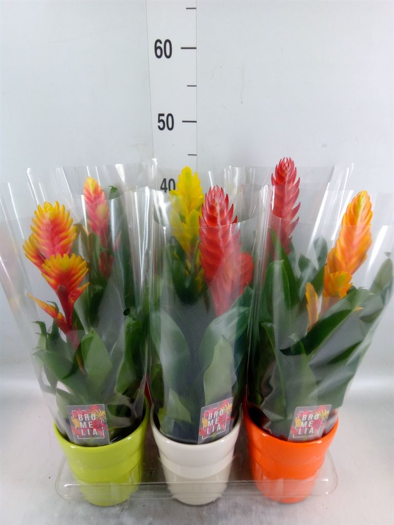 Горшечные цветы и растения оптом Vriesea   ...mix 6 от 6шт из Голландии с доставкой по России