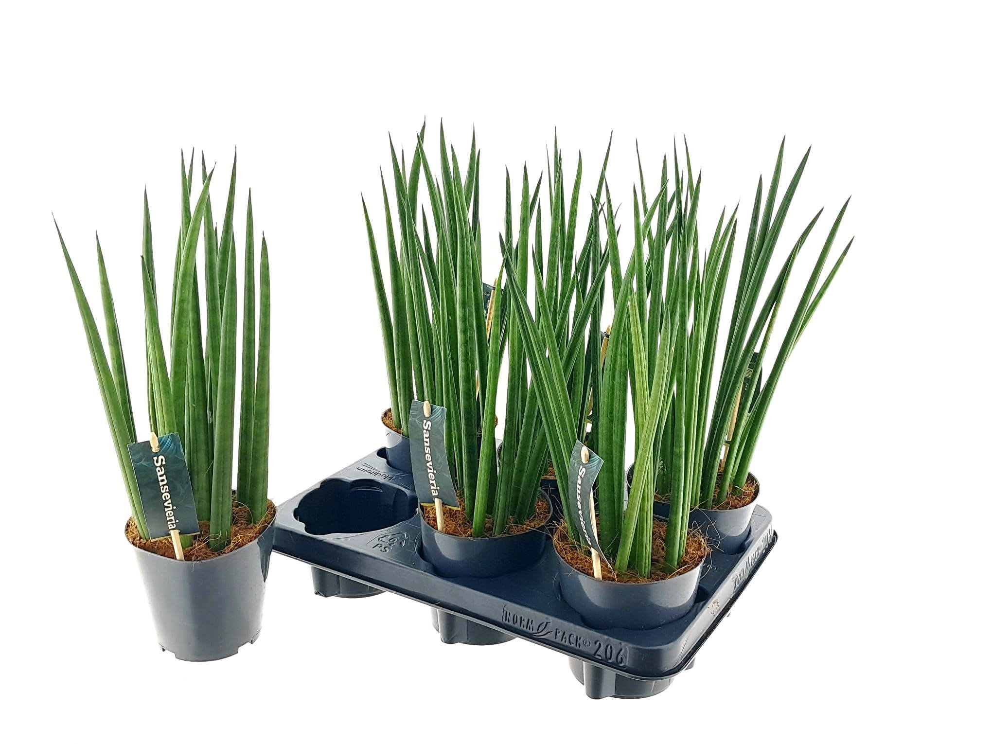 Горшечные цветы и растения оптом Sansev Cylindrica Ov от 6шт из Голландии с доставкой по России