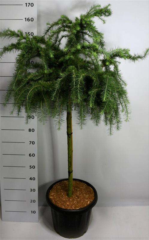 Горшечные цветы и растения оптом Larix Decidua Little Bogle On Stem от 1шт из Голландии с доставкой по России