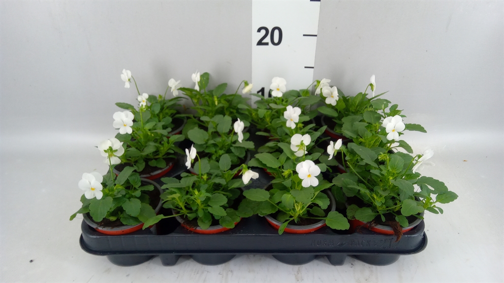 Горшечные цветы и растения оптом Viola Corn. evo Mini White от 12шт (для телеги) из Голландии с доставкой по России