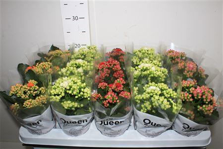 Горшечные цветы и растения оптом Kal Ge Gem 4 Kl от 15шт (для телеги) из Голландии с доставкой по России