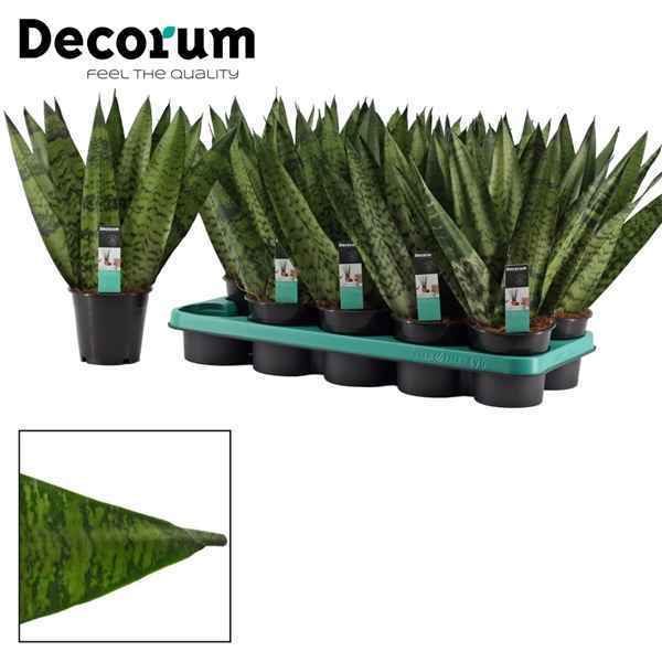 Горшечные цветы и растения оптом Sansevieria Zeylanica Fan (decorum) от 10шт из Голландии с доставкой по России