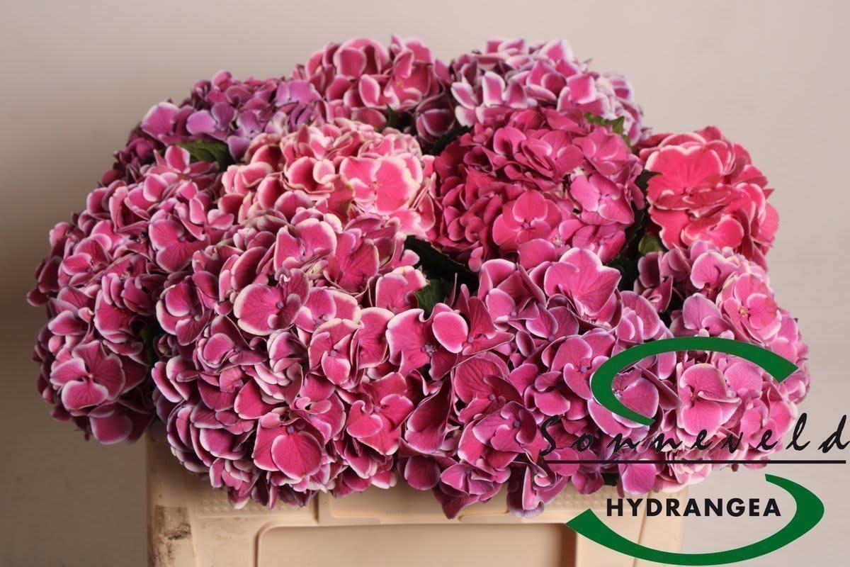 Срезанные цветы оптом Hydrangea mag red harlequin от 10шт из Голландии с доставкой по России