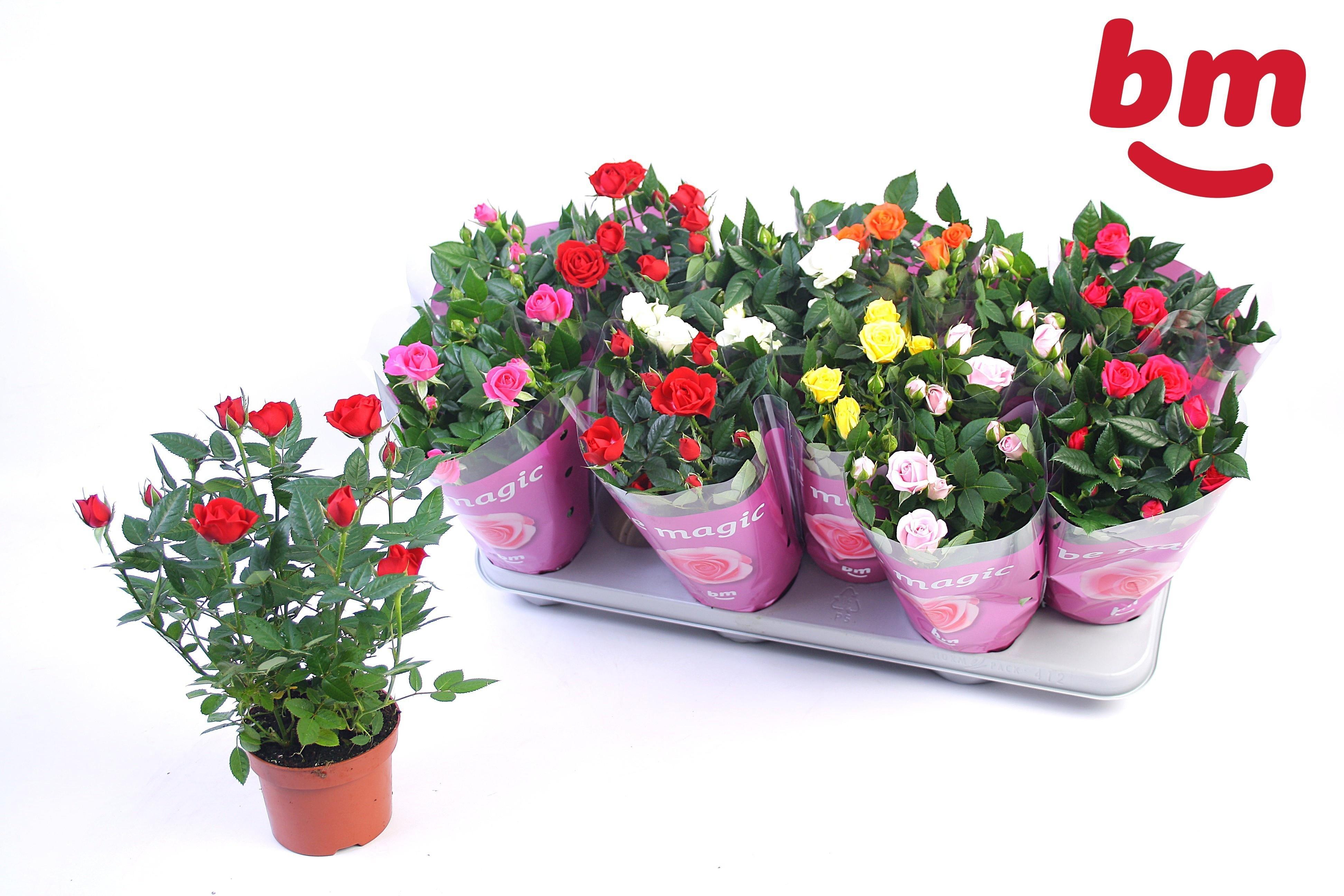 Горшечные цветы и растения оптом Rosa Beau Monde Mix от 12шт' из Голландии с доставкой по России