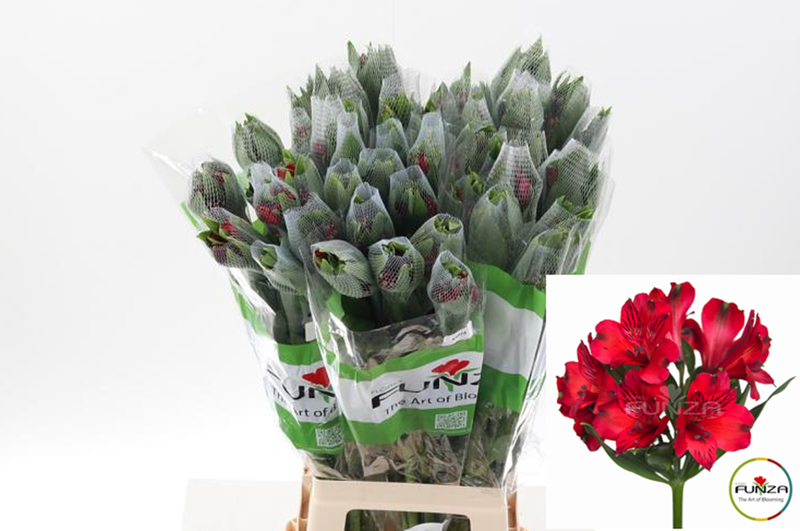 Срезанные цветы оптом Alstroemeria nadya от 50шт из Голландии с доставкой по России