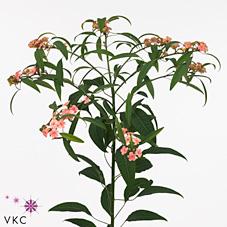 Срезанные цветы оптом Euphorbia sp pink baron от 80шт из Голландии с доставкой по России