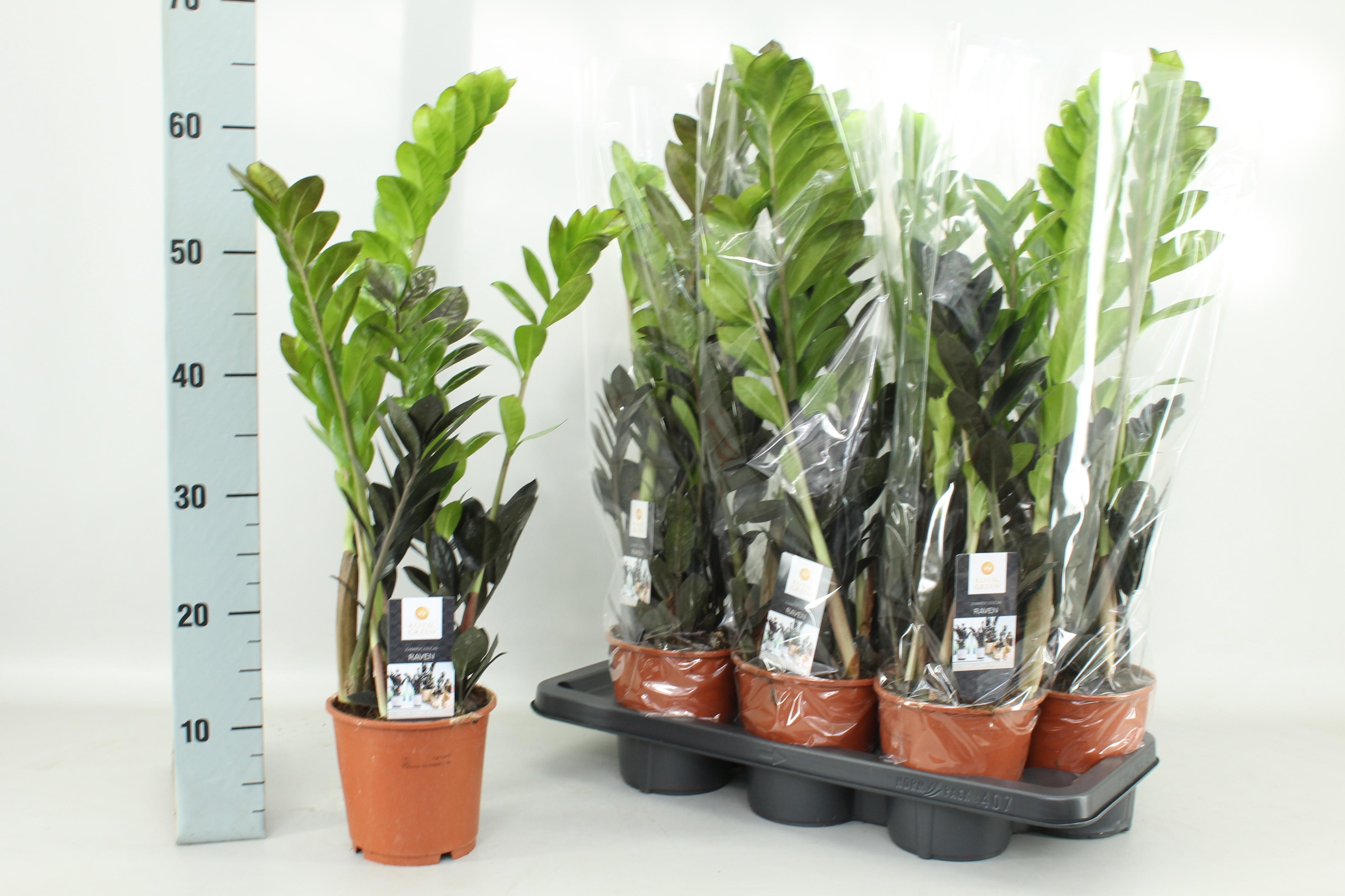 Горшечные цветы и растения оптом Zamio Raven от 7шт из Голландии с доставкой по России