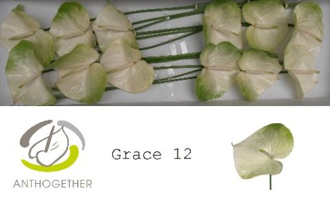 Срезанные цветы оптом Anthurium grace от 10шт. из Голландии с доставкой по России