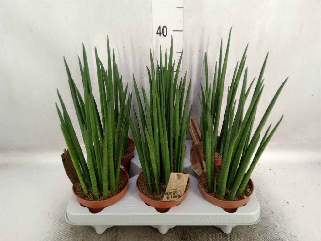 Горшечные цветы и растения оптом Sansevieria Bacularis от 6шт из Голландии с доставкой по России