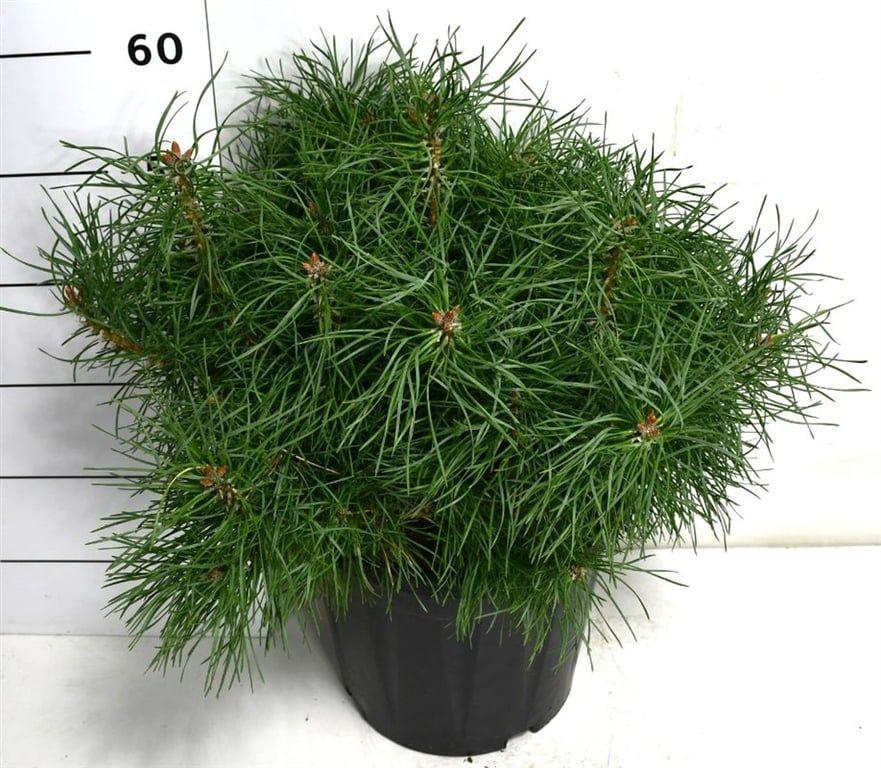 Горшечные цветы и растения оптом Pinus Sylv Blue Pearl от 1шт из Голландии с доставкой по России