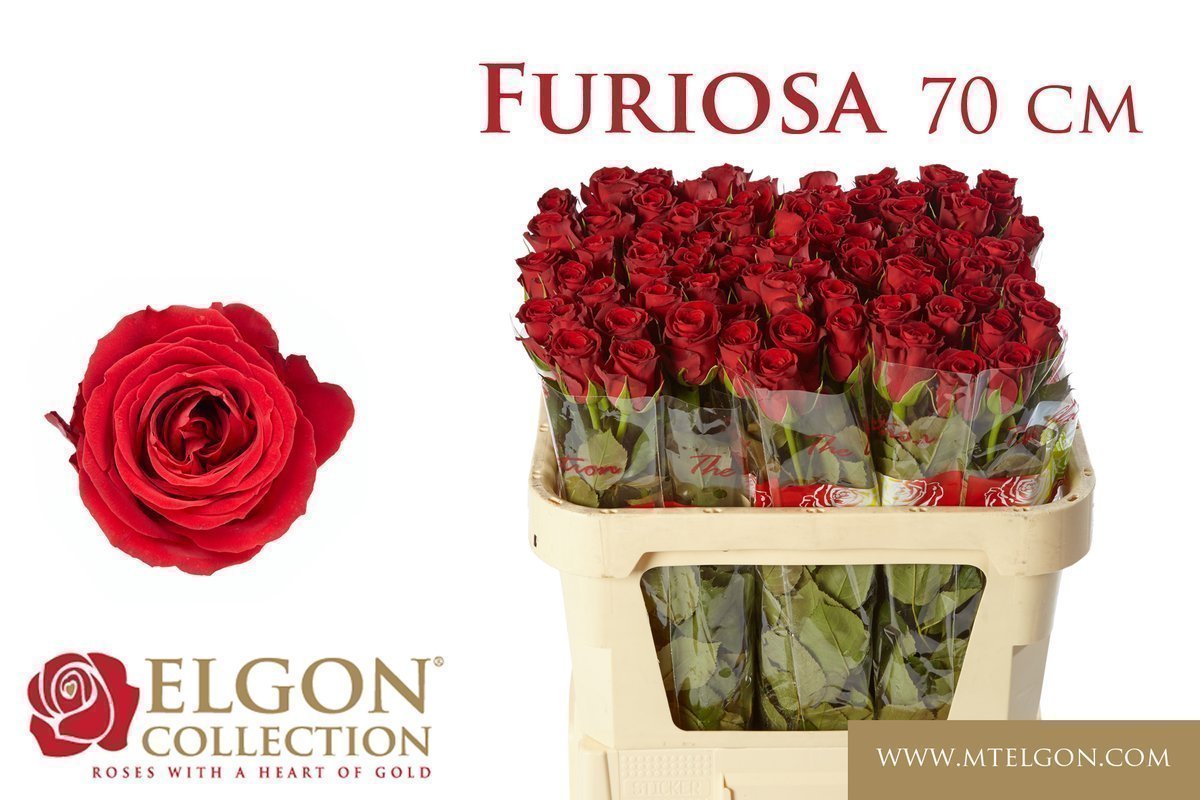 Срезанные цветы оптом Rosa large furiosa от 80шт из Голландии с доставкой по России