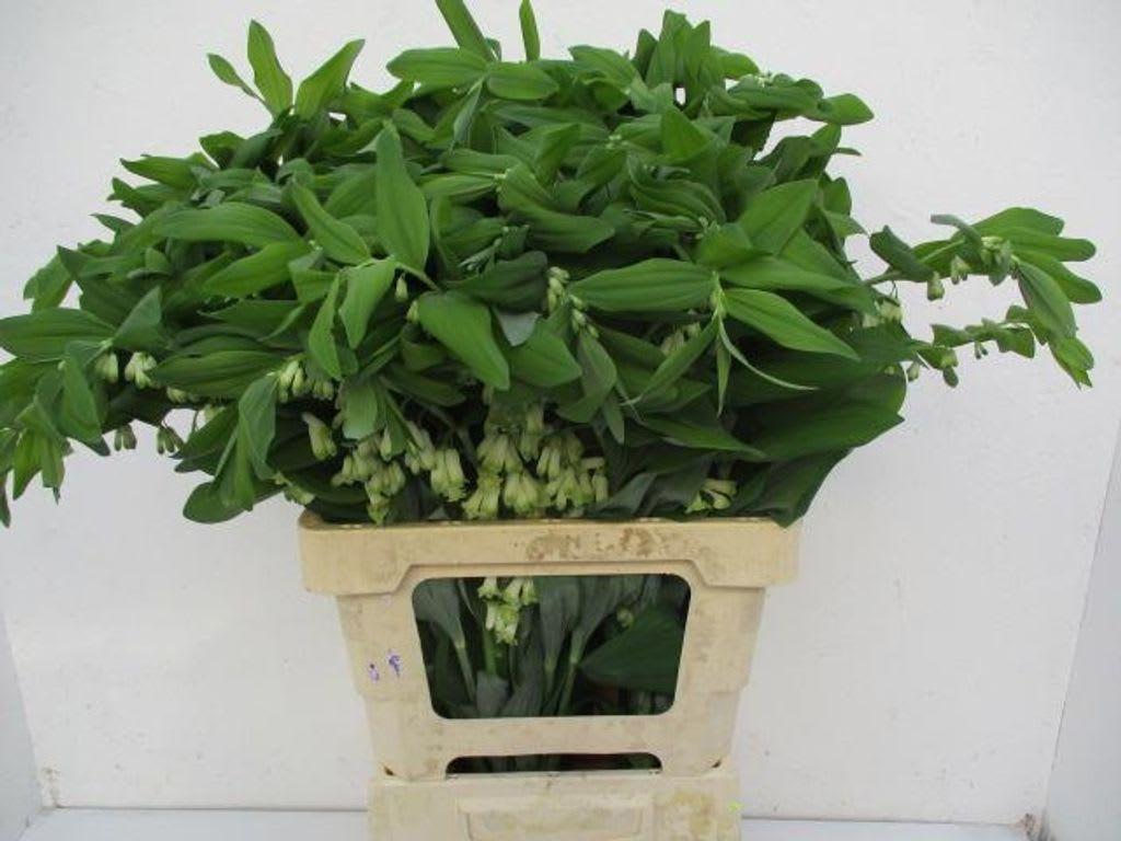 Срезанные цветы оптом Polygonatum multiflorum от 70шт из Голландии с доставкой по России