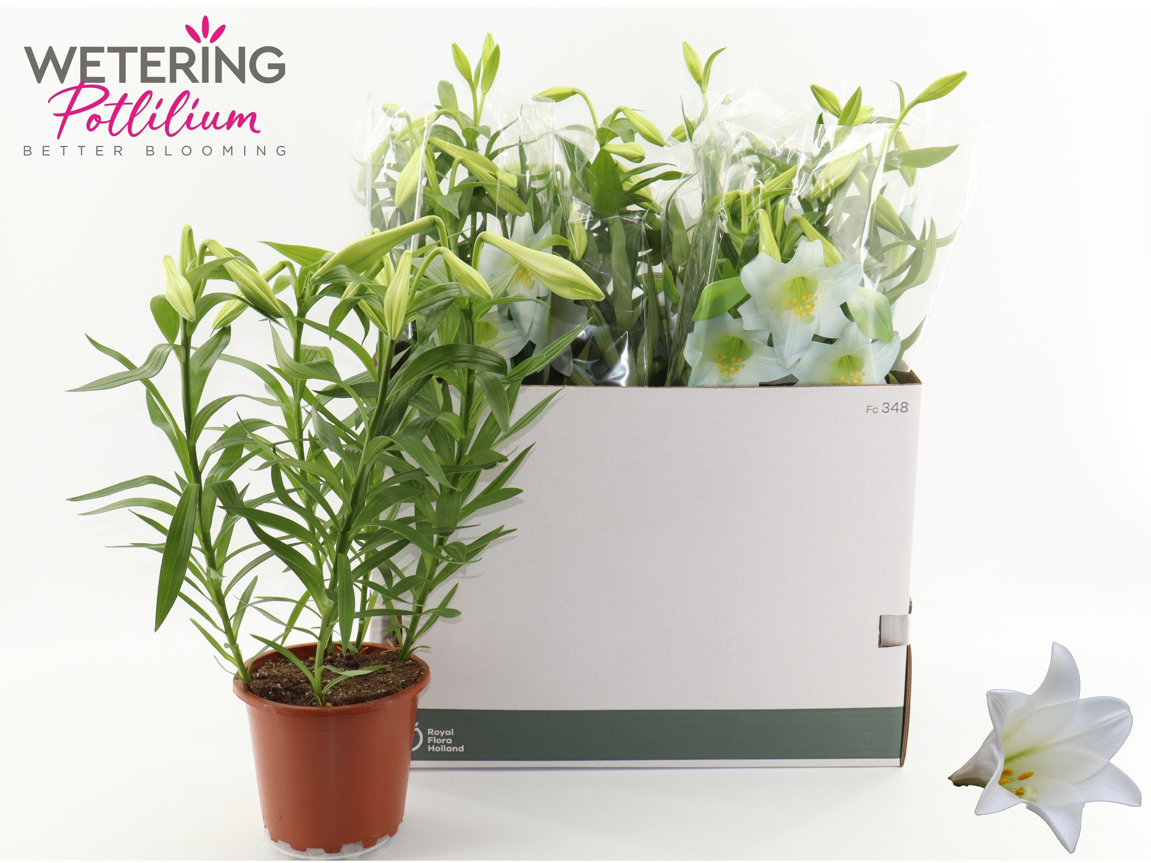 Горшечные цветы и растения оптом Lil Lo Miracle от 5шт из Голландии с доставкой по России