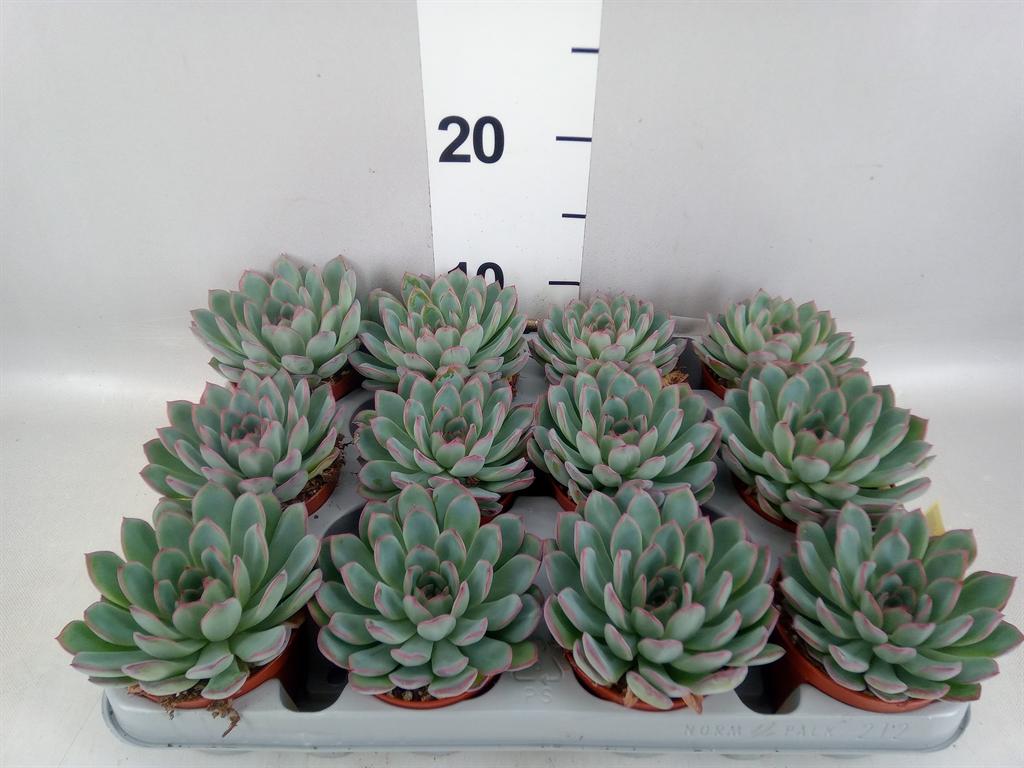 Горшечные цветы и растения оптом Echeveria apus от 12шт (для телеги) из Голландии с доставкой по России