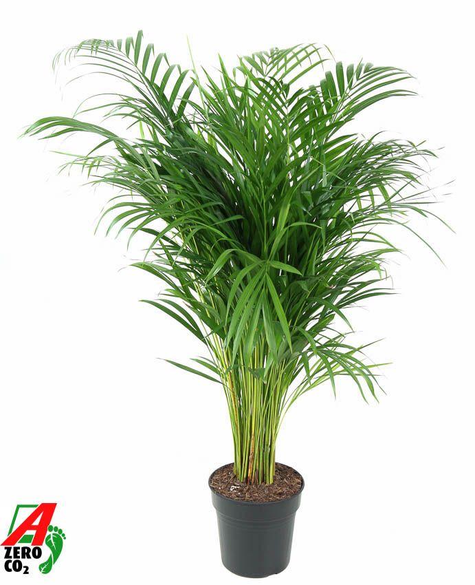 Горшечные цветы и растения оптом Dypsis Lutescens от 1шт' из Голландии с доставкой по России